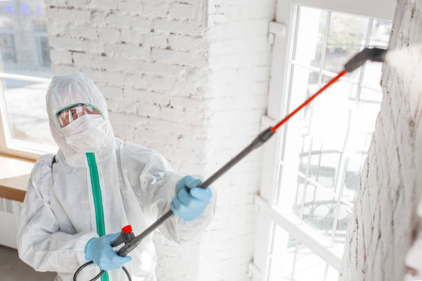 Professional Mold Removal in New Albany, MS